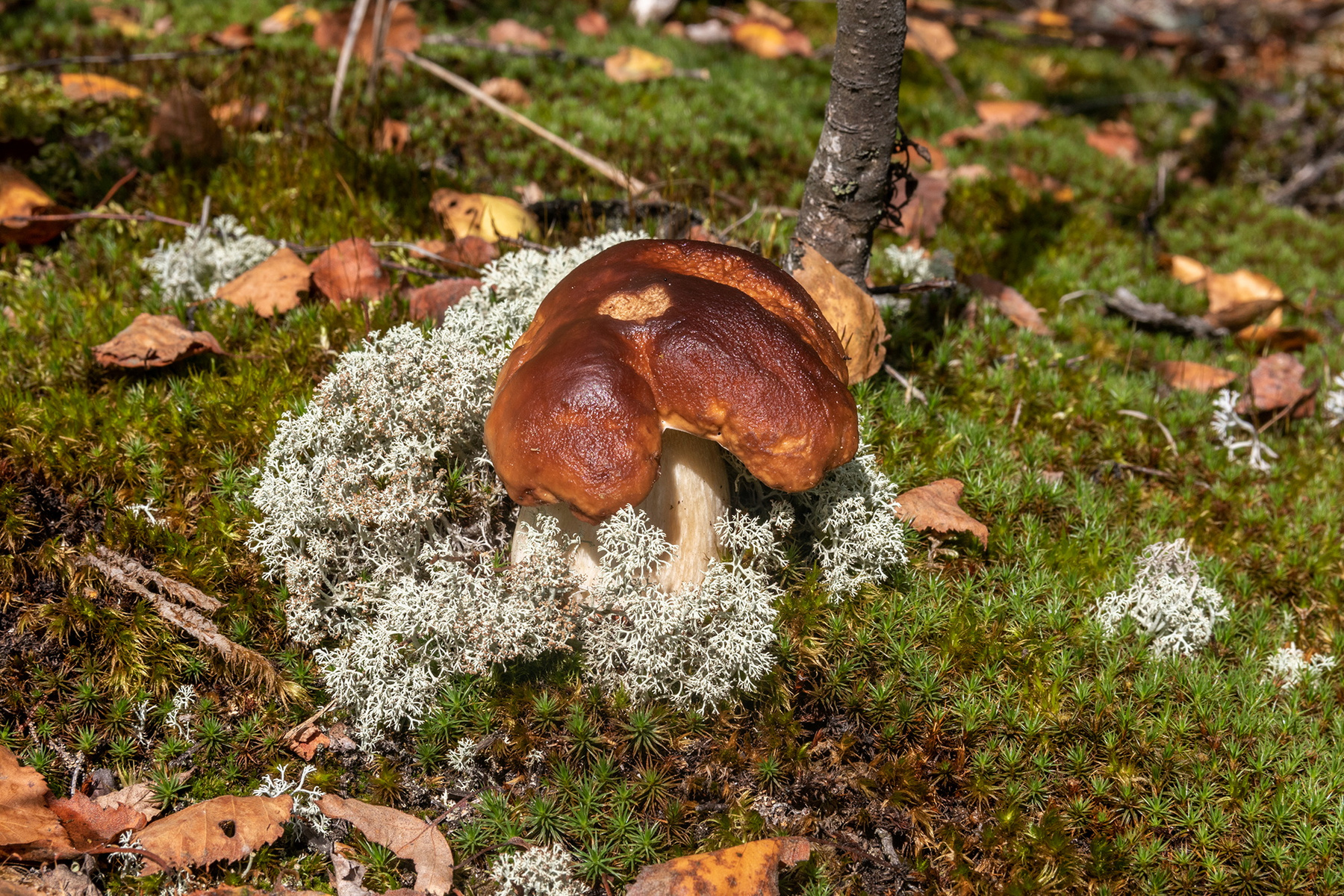 Хоть и корявенький, но Белый. 