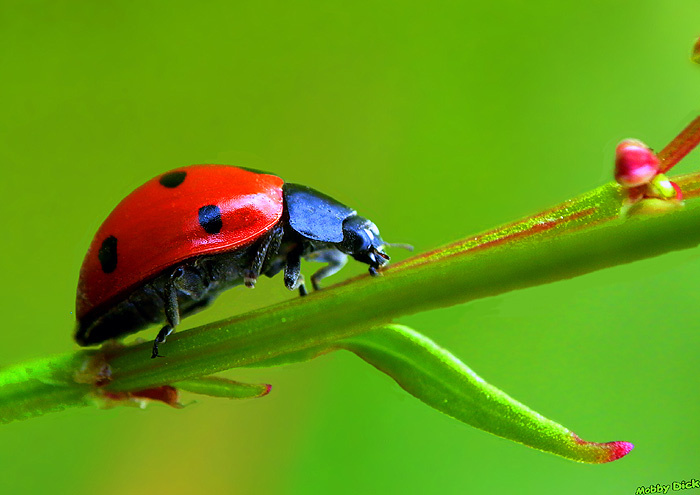 калинка калинка , ladybird