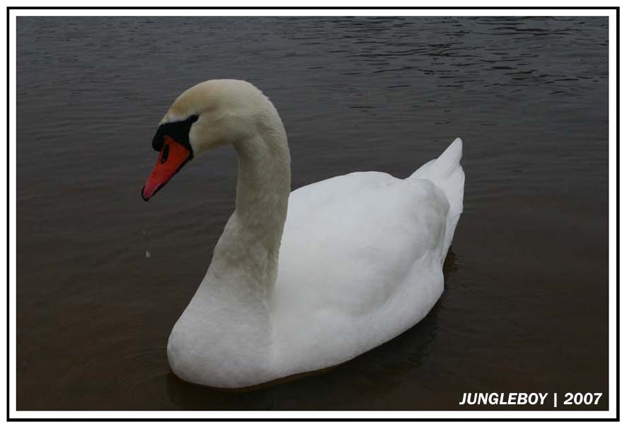 Gulbė | Лебедь | Swan Река, зима, лебедь