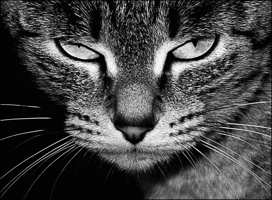 *** НЕ РЫЖИЙ КОТ, а БЕРЕМЕННАЯ КОШКА
