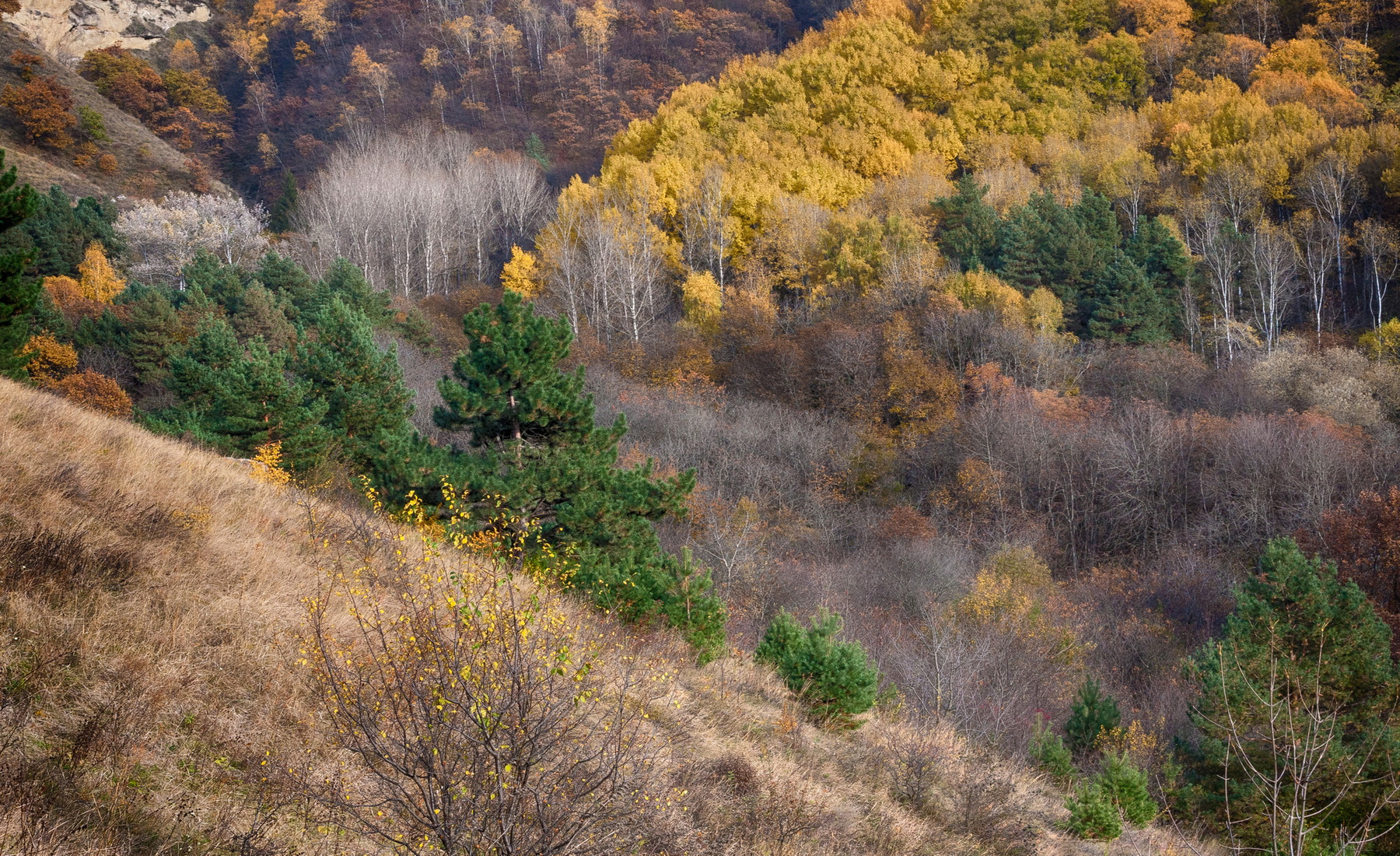 Осени краски. осень,деревья,горы.