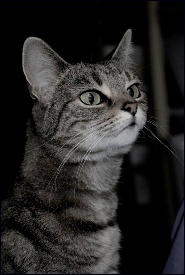for all cat lovers 