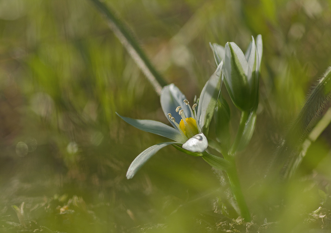 К солнцу ... Птицемлечник бахромчатый (Ornithogalum fimbriatum) 