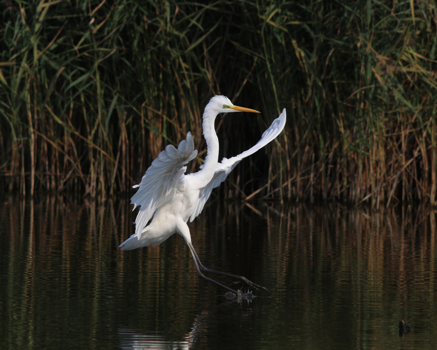 Мягкая посадка Большая белая цапля Egretta alba Great egret