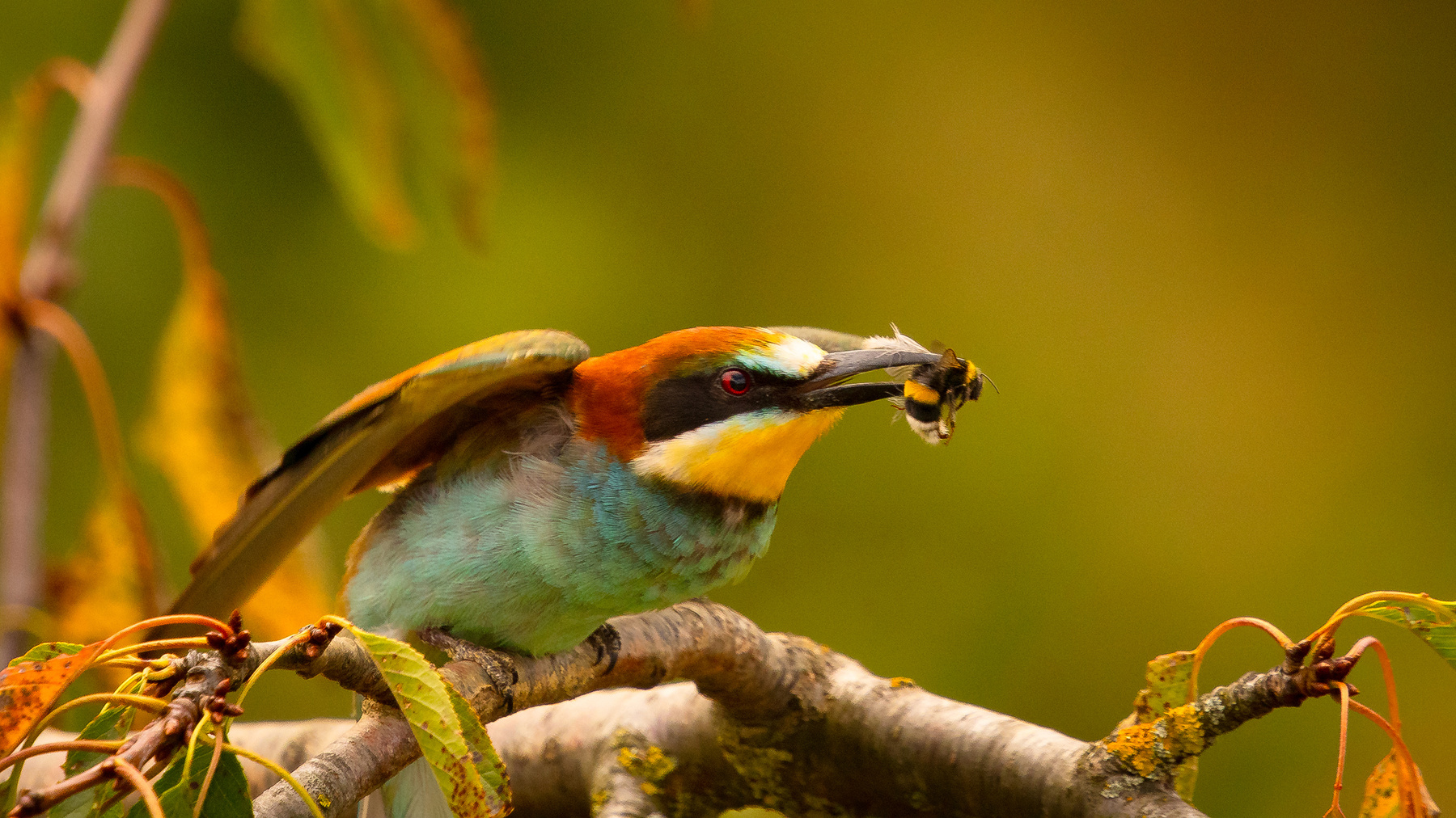 Bee-eater 