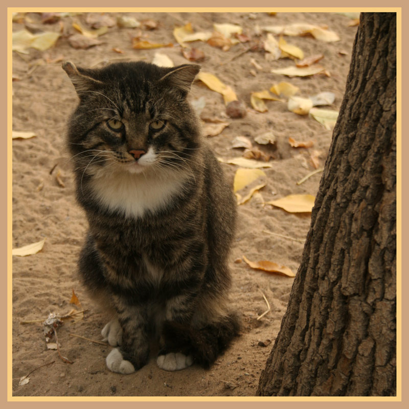 Октябрьский кот :) кот осень