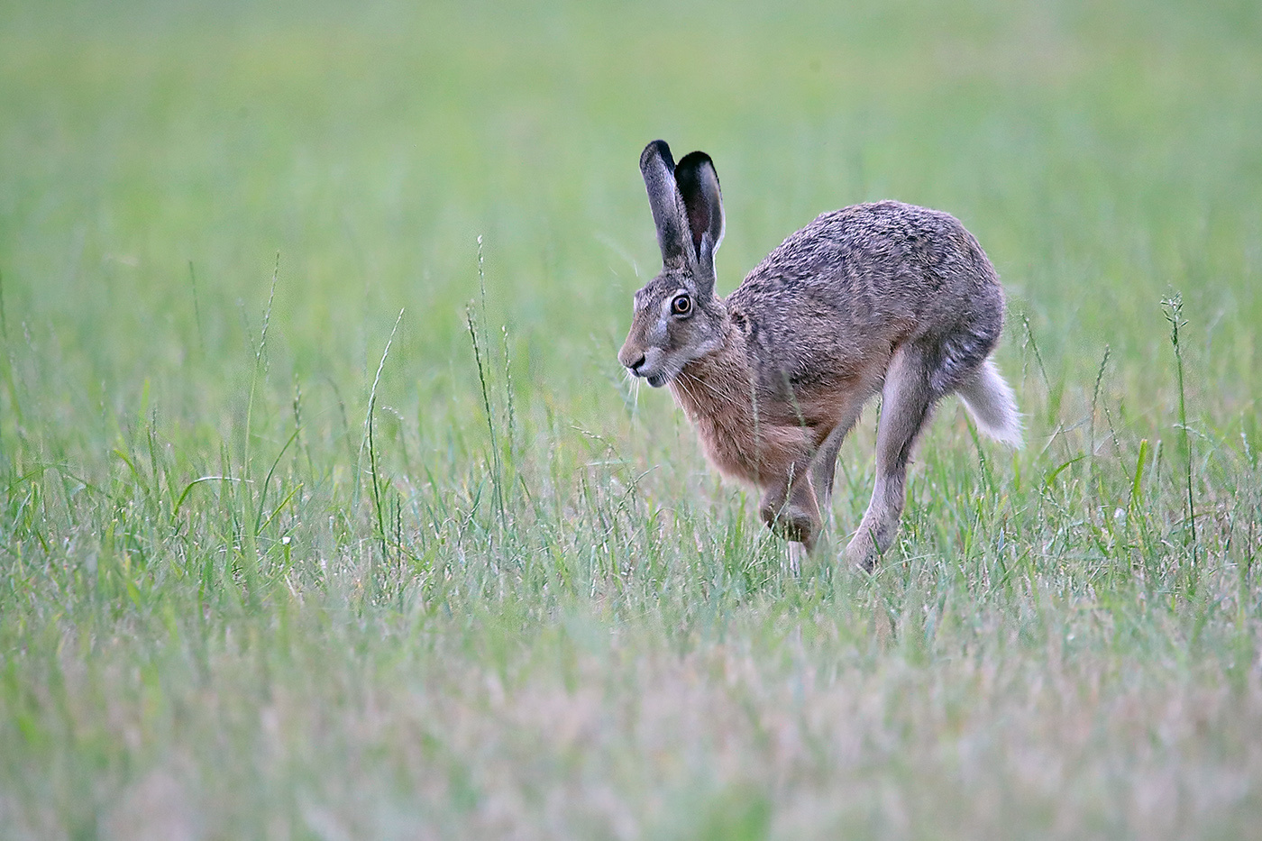 встреча заяц русак hare rabbit