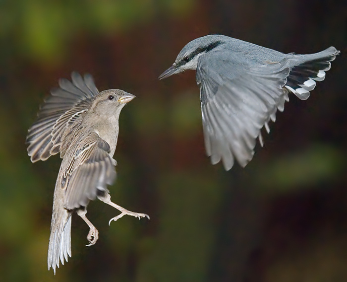 Встреча поползень, Nuthatch, Sitta europea, Домовый воробей, House Sparrow, Passer domesticus, встреча