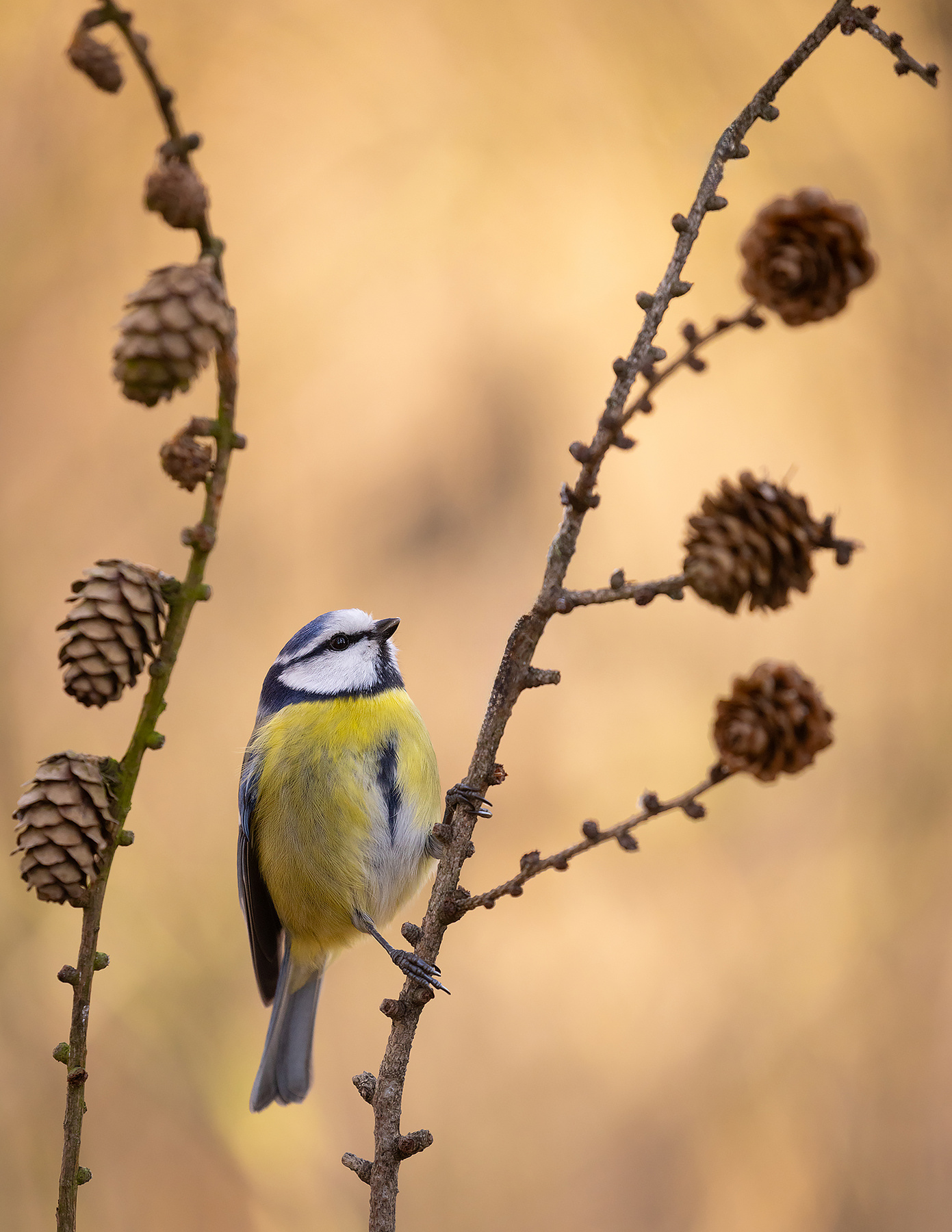Titmouse 