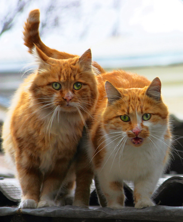 Одесситы Коты Одесса Кошки