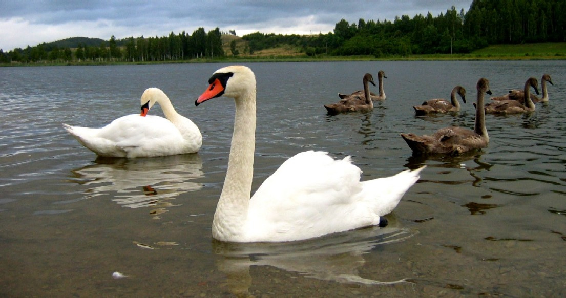 СемьЯ лебеди
