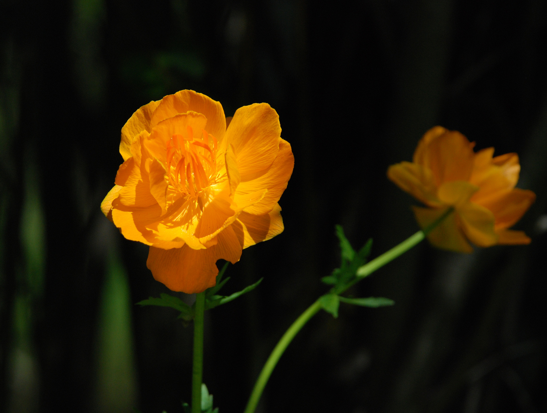 Купальница азиатская (Trollius asiaticus - Ranunculaceae) Купальница азиатская Trollius asiaticus Ranunculaceae