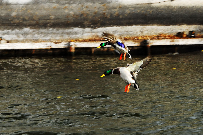 Приземление ducks, landing, on, the, water