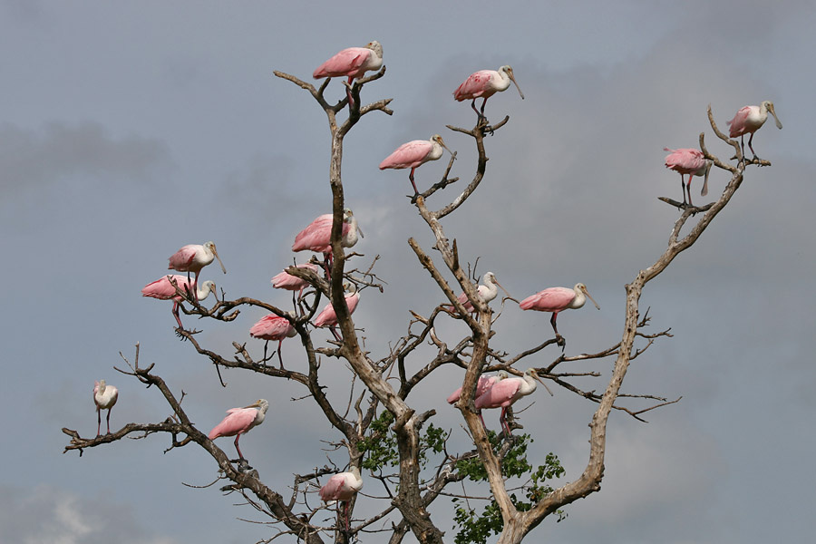 Виноград птицы, розовые, колпицы, roseate, spoonbills, Texas