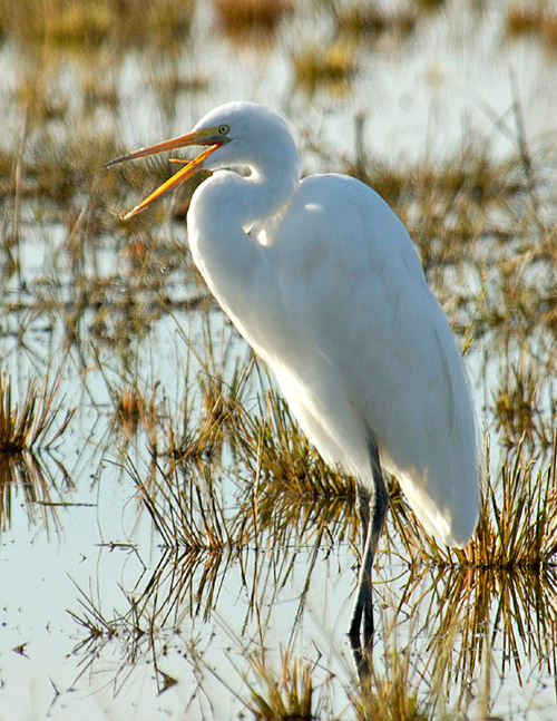 Skuchno Egret