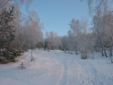 зимний лес зима, лес, вечер