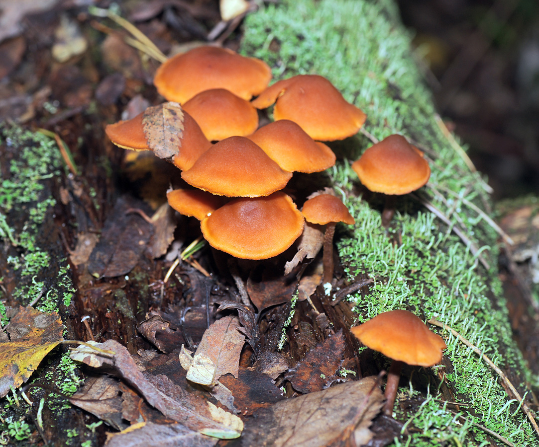 Красивый и смертельно опасный Галерина окаймлённая Galerina marginata гриб ядовитый