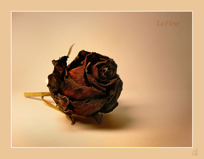 La Fleur цветок роза