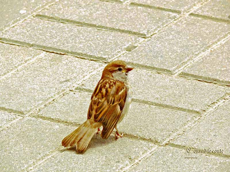 Золотой птенец passer domesticus вылеток птенец солнечный
