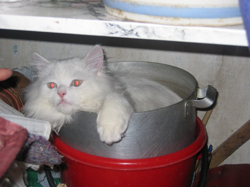 а мы варим суп... кот
