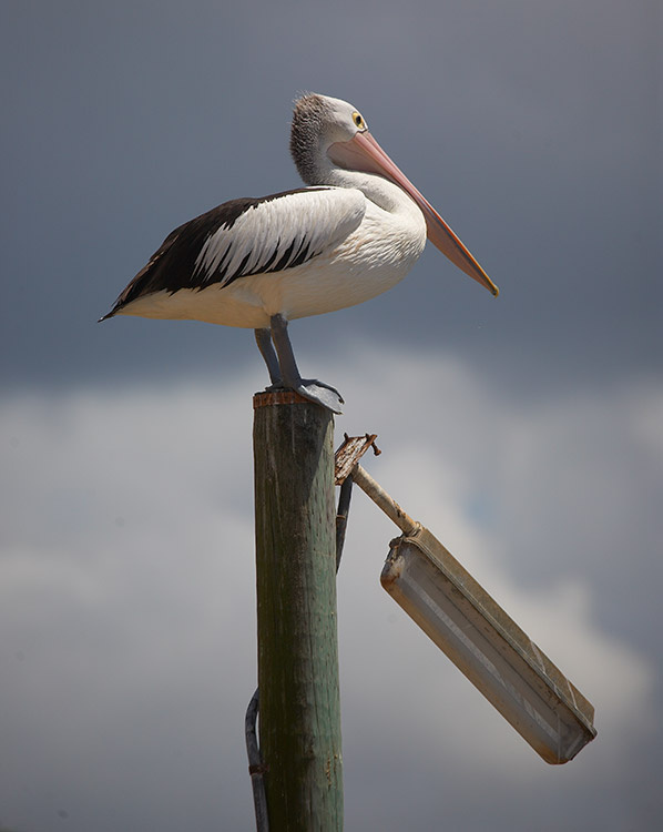 \\ Pelikan NSW Australia