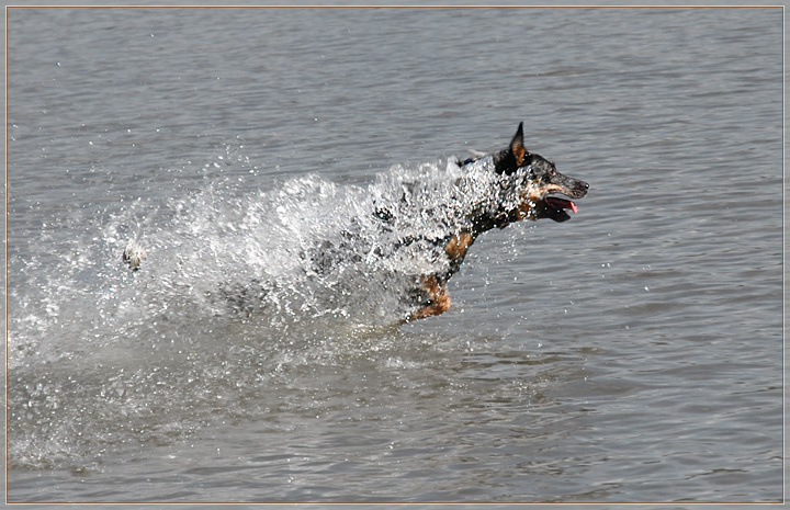полный вперед! blue heeler, Max