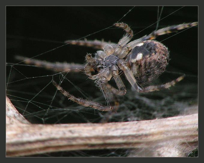 Сплетая нити чьей-то смерти Паук самка паутина Larinioides Araneidae
