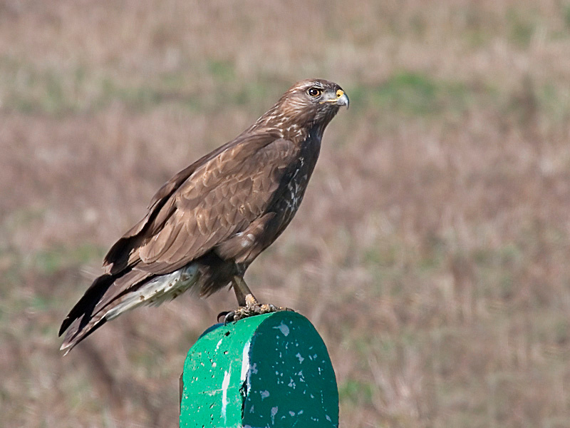 Дорожный патруль Канюк обыкновенный (Buteo buteo)