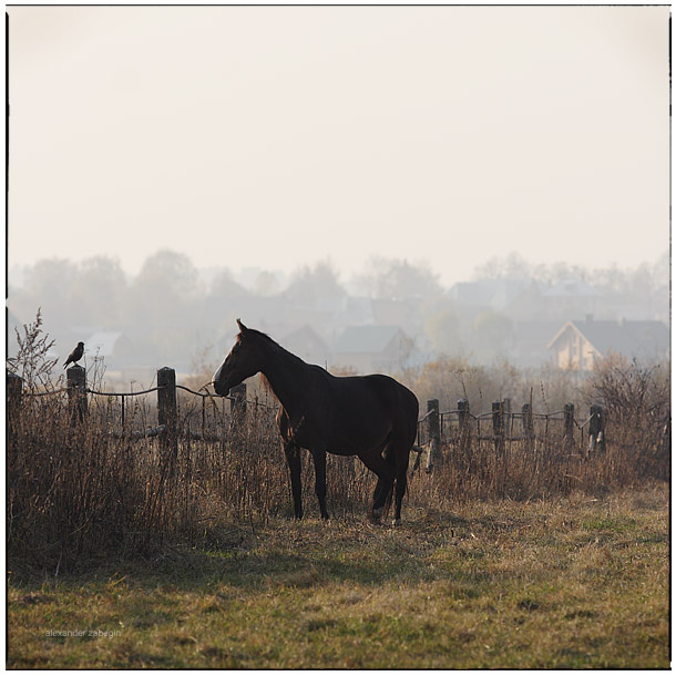 про_птичку лошадь, лошади, конь, horses, horse, equi