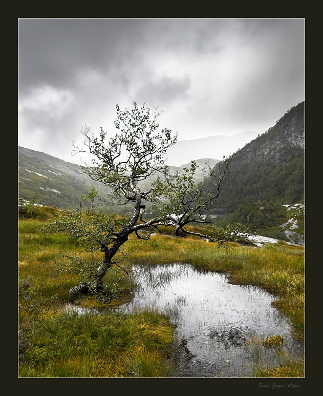 Fjellbjork 