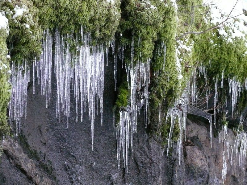 Челюсти сосульки мох скала
