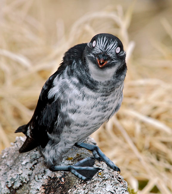 Кошмар ходячий Конюга-крошка, Aethia pusilla, Least Auklet, Alcidae St. George Island, the Pribilofs, Bering Sea, Alaska