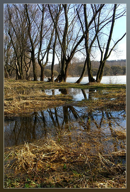 Весенние отражения Измайлово парк лес весна