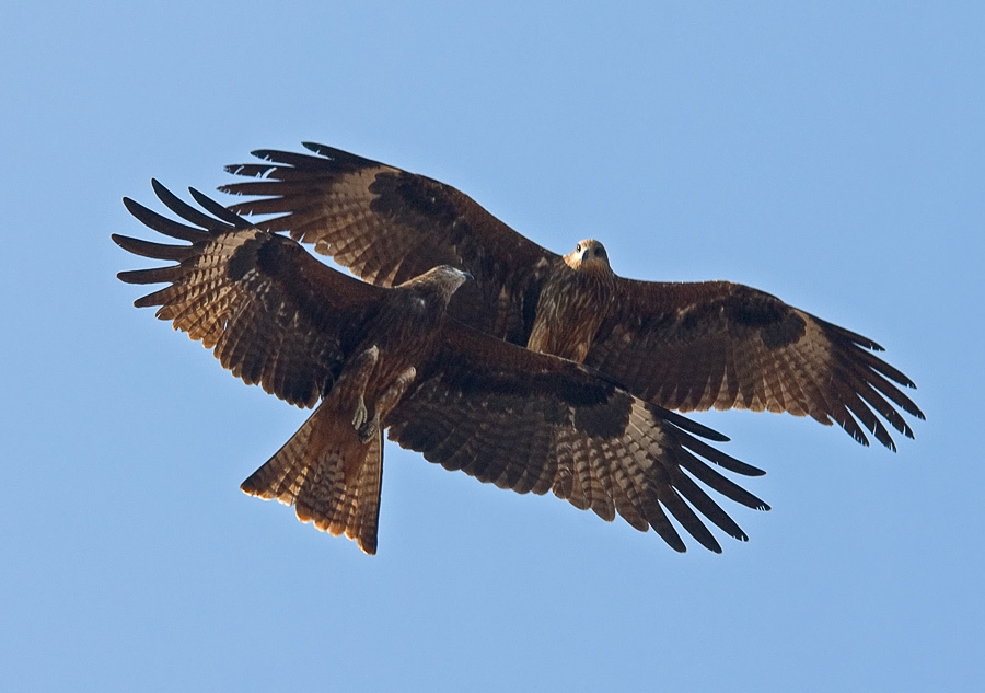 Пара Черный коршун, Black Kite, Milvus migrans, пара