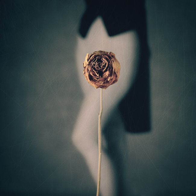 rose 