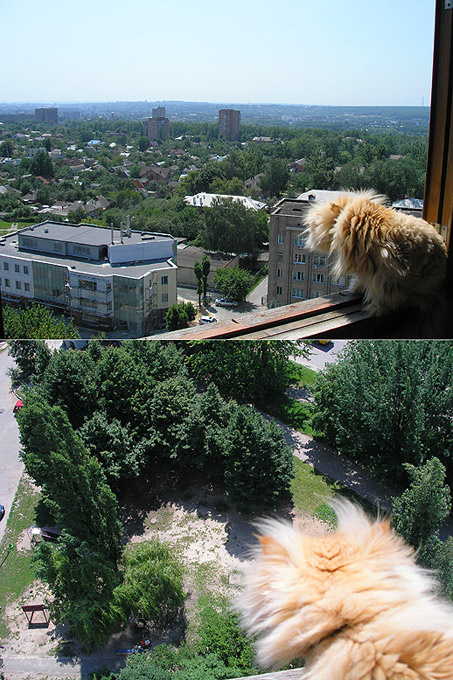 на новом месте:) рыжий, кот