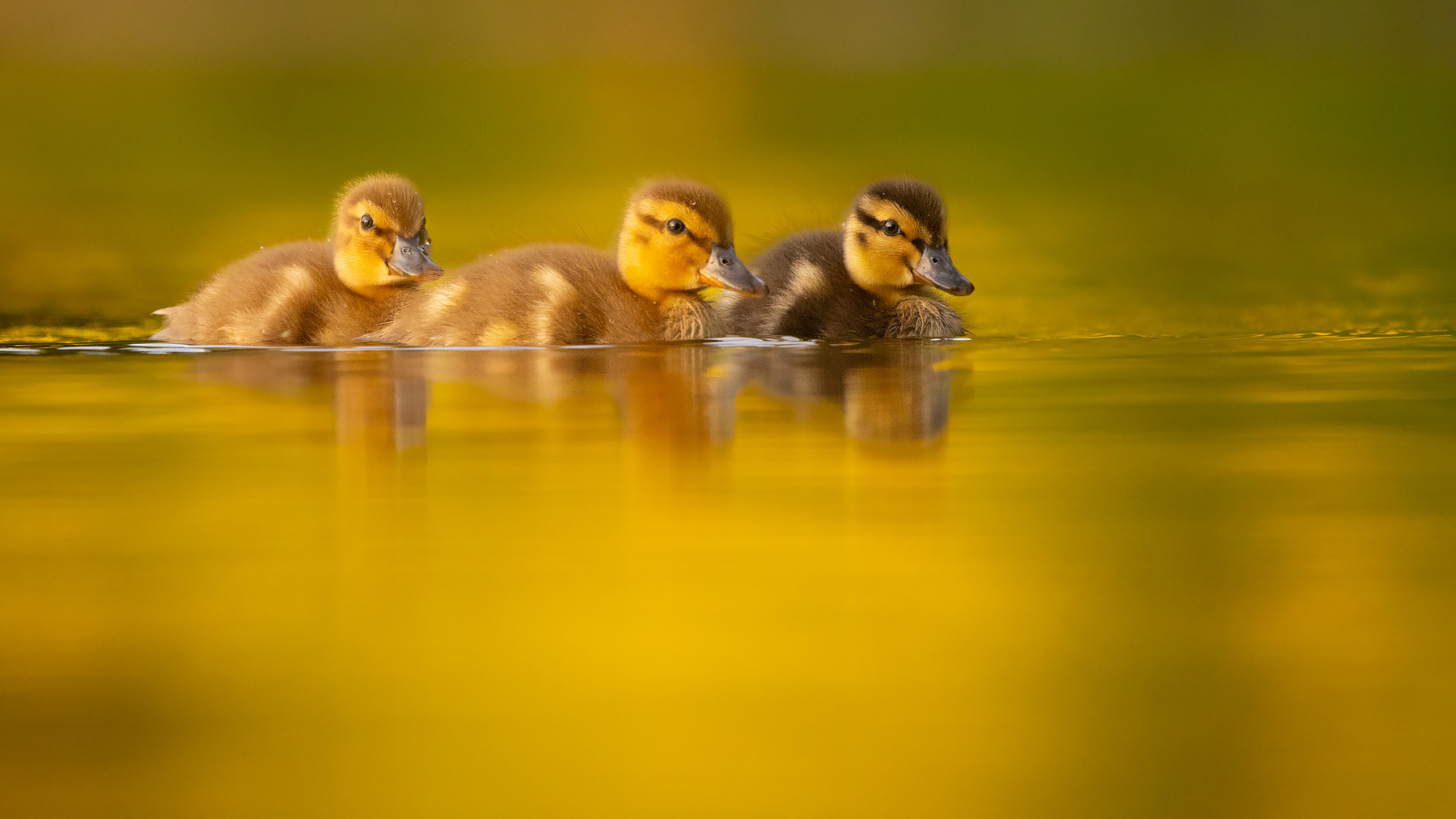 Ducklings 