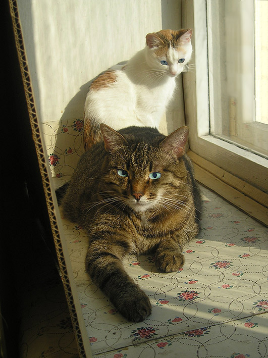 Защитник окно кошка кот