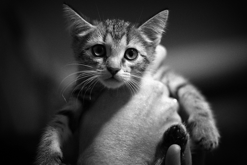=^^= 