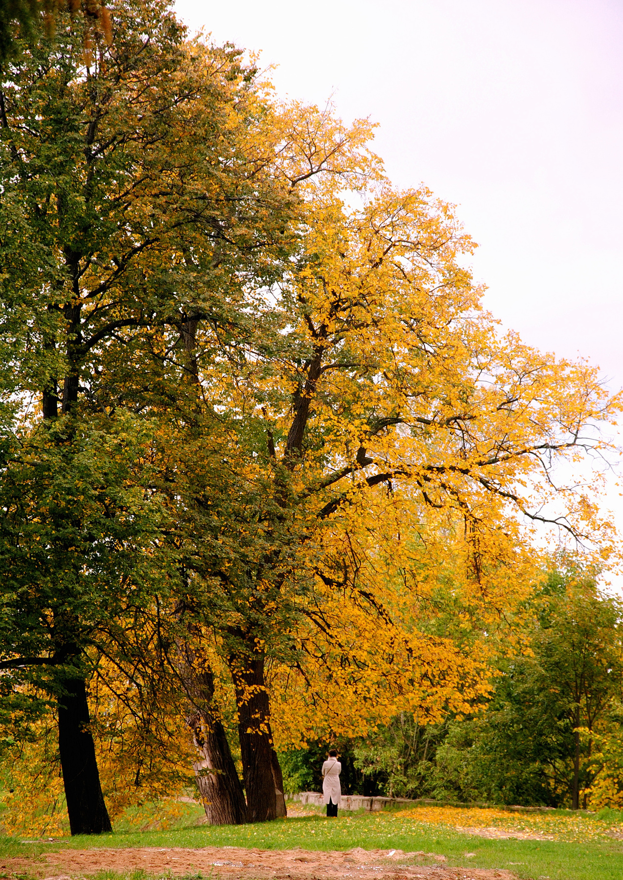 Automne doré 