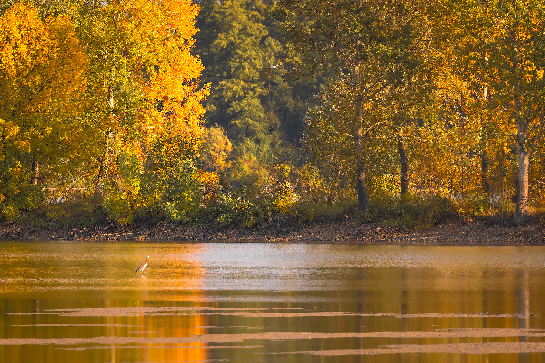 Autumn 