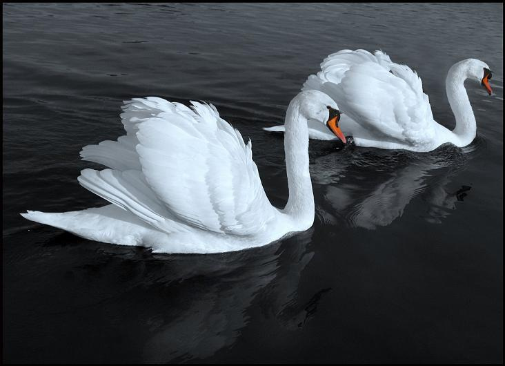 Один за другим... Лебеди... лебеди, двое, вода, птици