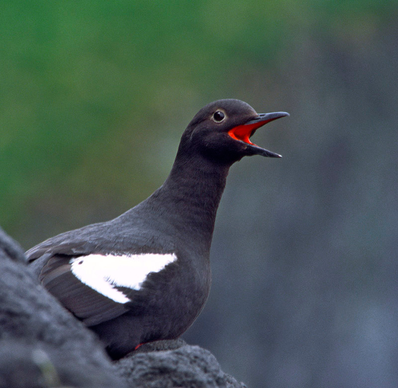 Красное горлышко Тихоокеанский чистик, Cepphus columba, Pigeon Guillemot, St. Lazaria Island, Southeast Alaska