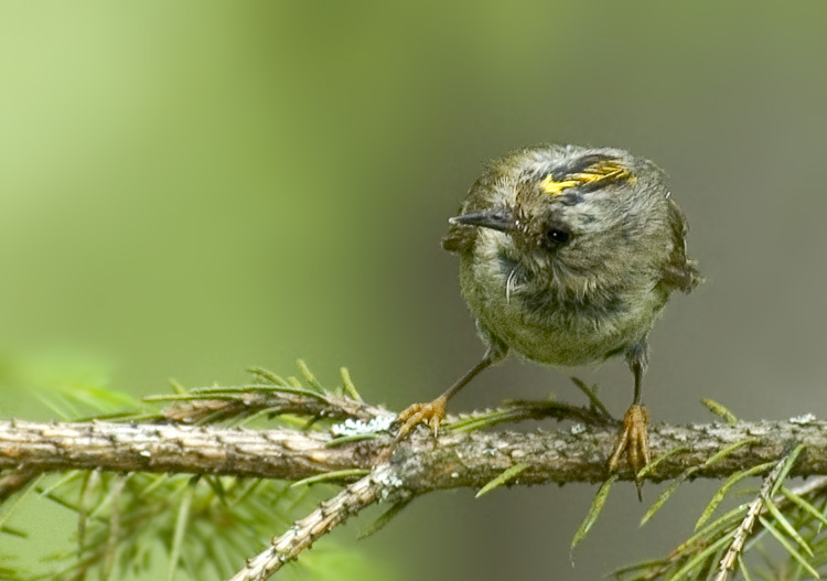 Маленький королёк Желтоголовый королёк, Goldcrest, Regulus regulus