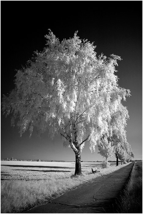 Y/   (Infrarot) Infrarot, infrared