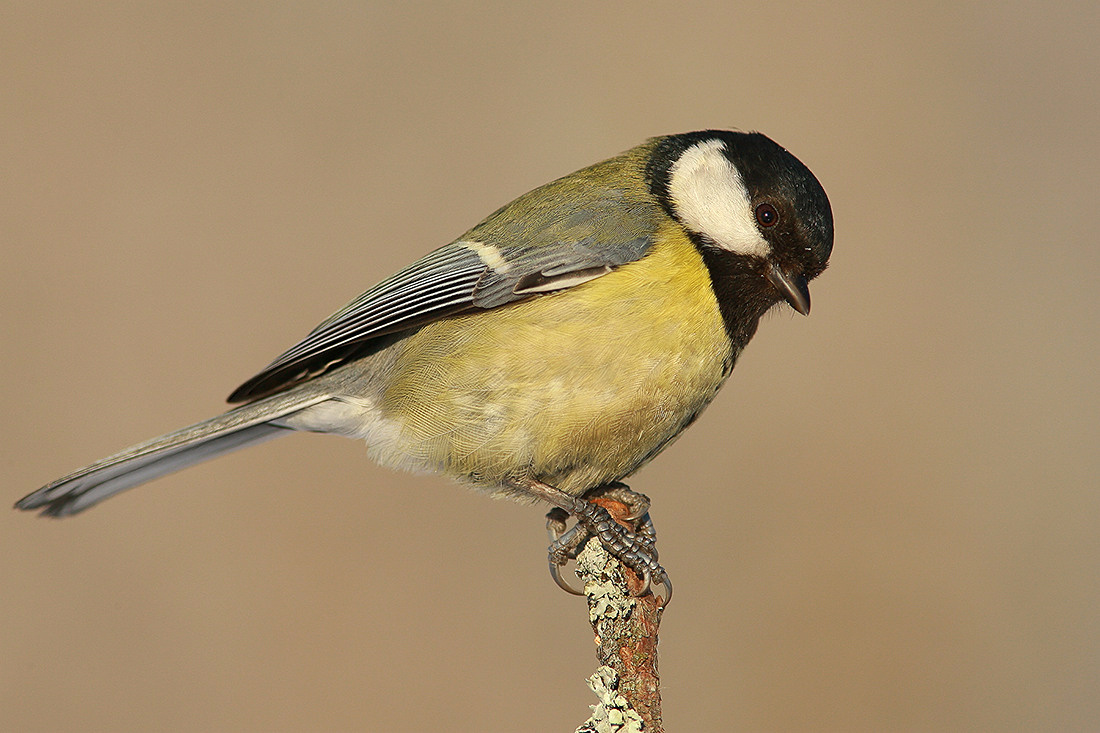 Зимнее солнце Больша синица Parus major
