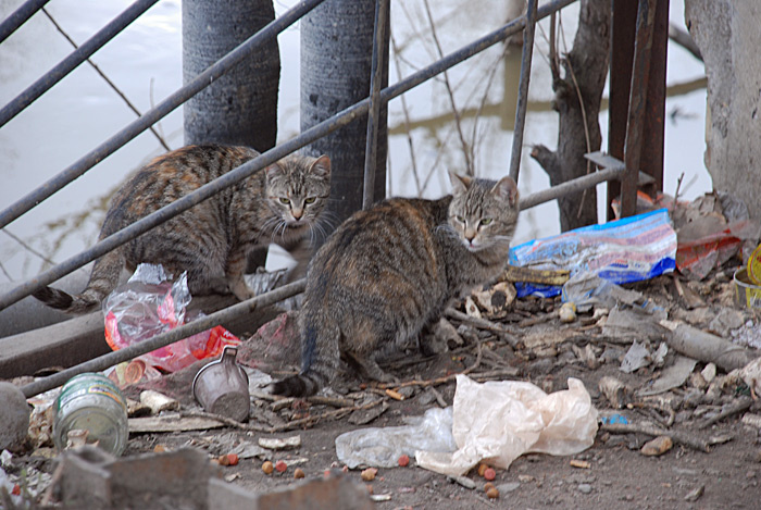 Коты коты помойка