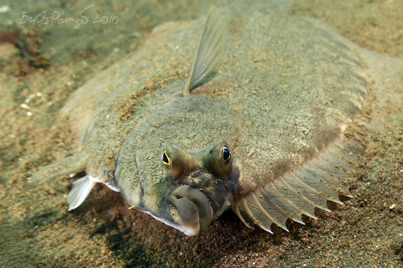 :) японское море камбала flounder