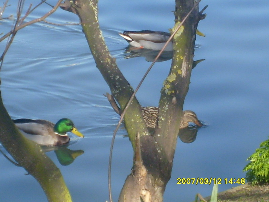 spring nature 
