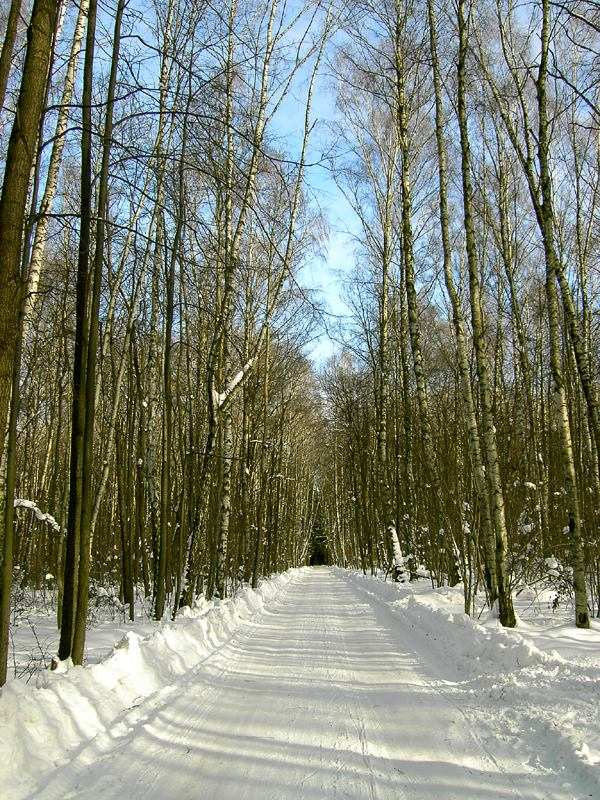  Дороги зимнего леса лес зима дорога
